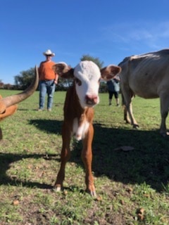 Cutty With A Cow And Nathan